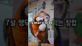7살이라고 혼자 숟가락 잡고 밥 먹는 앵무새 #윙스패밀…