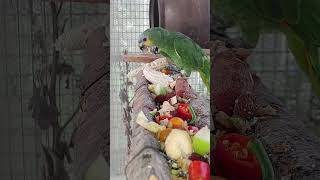 말린 곡물류 사료는 거의 거들다 보질 않고 오르지 농사…