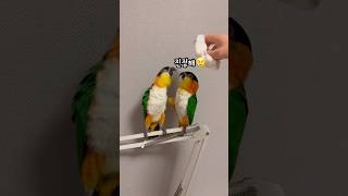 옆에 있다가 봉변당한 동생 #shorts #parrot #caique #앵무새 #카이큐 #ズグロシロハラインコ