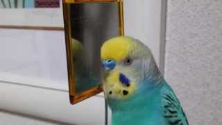Talking Budgerigar 말하는 사랑앵무 しゃべるセキセイインコ 29