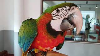 거대한 앵무새들이 있는 카페가 있다?  '카페마카우'를 다녀왔어요