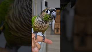 코뉴어앵무새#하랑이#하봉이#parrot#cute