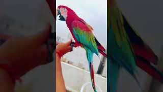 Parrot Green wing macawFull Ta…