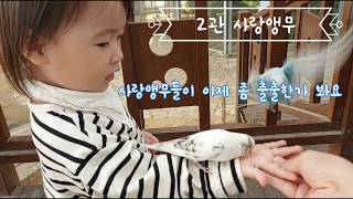 [경주 아이와 갈만한 곳]동궁원 버드파크(앵무새 먹이주…