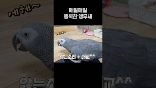 매일매일 행복한 앵무새 ❤️ 회색앵무 잠바