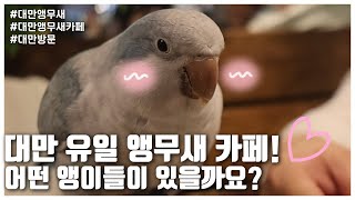 대만의 유일한 앵무새 카페는 어떨까요? (LIP SUENG SOO)