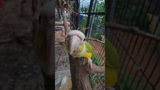 귀농귀촌 대부도브릭스포도농장   코뉴어 앵무새가  말하…