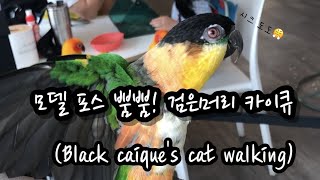 [앵무새] 포스 뿜뿜하는 검은머리 카이큐