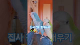 집사 간지럼태우기#반려동물 #앵무새 #퀘이커 #집사 #…