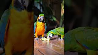 사과먹는 앵무새들 apple eating parrots