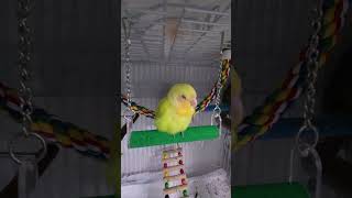 낮잠자는 애플 .#모란앵무 #소형앵무 #애플망고썬 #썬코뉴어 #앵무새 #귀여움