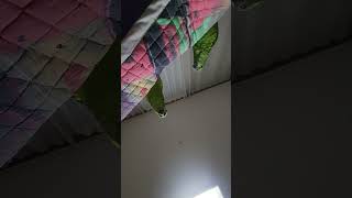 아마존앵무새 말하고 놀아주기