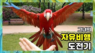 홍금강마카우 라틴~ 그녀의 자유비행 도전기