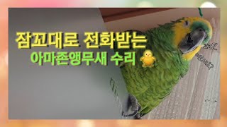 앵무새의 귀여운 잠꼬대! 졸면서 전화받는 아마존앵무