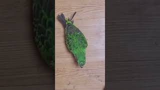 청금강 앵무새, 코카투, 세네갈, 쟈딘 앵무새   #parrot