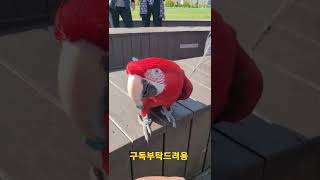 안녕하는 홍금강앵무새 아롱이 #shorts