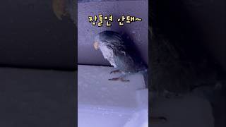 목욕하는 앵무새  퀘이커앵무새 부리