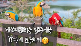 자유비행하던 앵무새들을 불러봤어요! | 청금강 겨울가을 | 홍금강 자두 | 앵무새자유비행