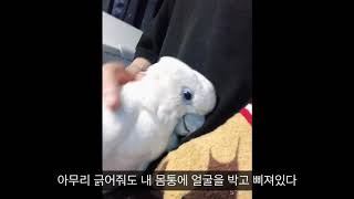 [PET] 삐진 앵무새 / Sad Parrot