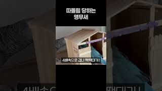 따돌림 당하는 앵무새  회색앵무 잠바