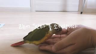 아기 코뉴어 &#39;산타&#39;를 소개 합니다  (…