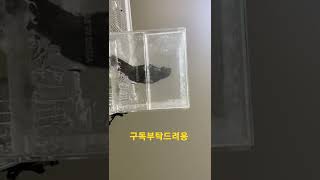 밑에서 찍은 앵무새 목욕하는 영상 #shorts