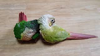 파인애플코뉴어와 레드옐로우사이드코뉴어 [2017.10.01]