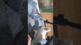 초콜릿배달 #앵무새 #코카투 #듀컵코카투 #집념