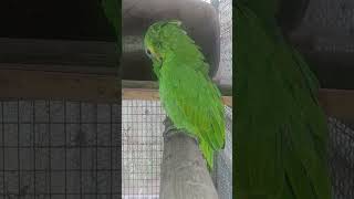 까마귀 울음 소리 딱 두 마디 따라 하기 야는 번식조임