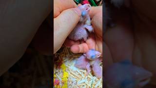 쟈딘앵무새예요. #birdslover #parrot #pets #birds #cute #animals #사계절앵무새 #앵무새성장 #앵무새분양