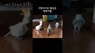 사람 말로 싸우는 앵무새 / 숨어있는 3가지 포인트 #다시보고싶은영상 #2019년