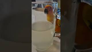 방심은 금물 #앵무새 #썬코뉴어 #엉뚱한 #반려동물 #방심하지마 #parrot #sunconure #don't let your guard down ＃オウム