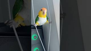 쩍벌남 환타#카이큐 #관종#parrot #birds