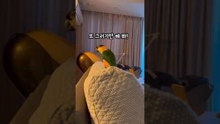 앵무새의 경고장 #shorts #parrot #caique #앵무새 #카이큐 #ズグロシロハラインコ