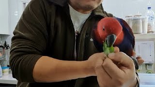 [대구앵무새농장]바질페스토 만들기