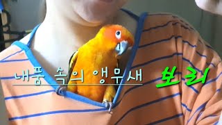 집사 옷 속을 파고들어 자리잡은 썬코뉴어 보리, 사랑스…