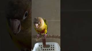 누추한개인기1#앵무새#코뉴어#나무