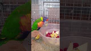 오색 청해/ 세네갈/ 아마존 앵무