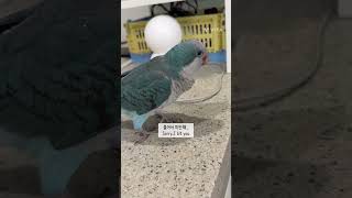 가을이 일상(Gaul's diary) #birds #p…