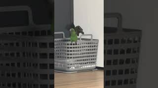 앵무새 쟈딘 첫날부터 호기심이 왕성!!