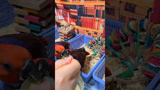 아기 앵무새가 왜 떼를 쓸까요?