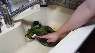 옐로우카라마카우  싱크대에서 목욕