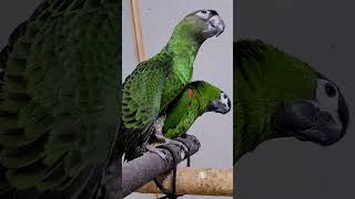 쟈딘앵무, 한스마카우