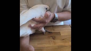 안아! 하면 안기러 오는 달래 #엄브렐라코카투