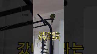 꽁패.앵무새.한스마카우.뽀미.