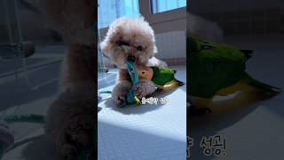 틈새공략은 실패해따 #강아지 #애견영상 #귀여운 #반려…