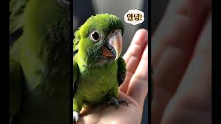 #아기동물#앵무새#baby animal#动物宝宝#जानवरों के बच्चे #귀여운 동물#cute animal#fyp