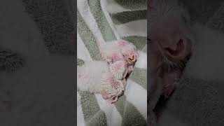 아주 어려도 퀘이커는 퀘이커다~ 이유식 먹고 기분 좋은…