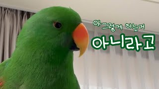 [지구젤리/쫑알] 앵무새 말 이상하게 따라하면 볼 수 있는 눈빛