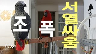 [연구대상똘이](鳥 暴)조폭들의 살벌한 서열 전쟁이 시…